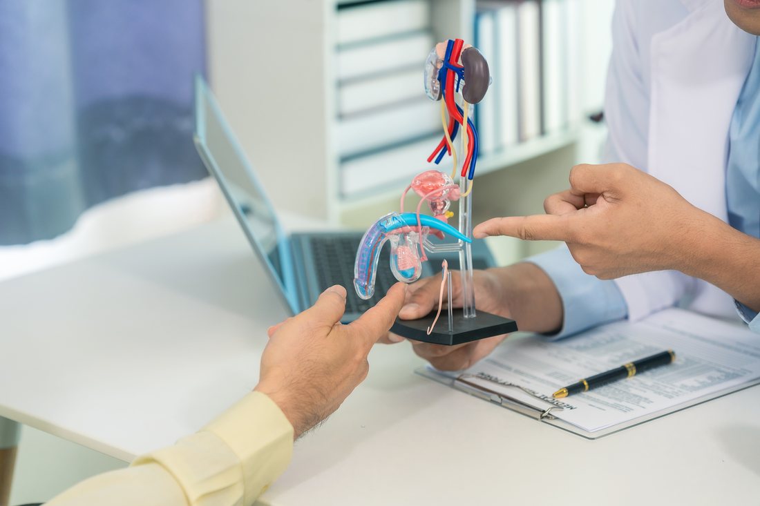 A doctor pointing to the veins on an anatomical model of the male reproductive system while a patient looks on