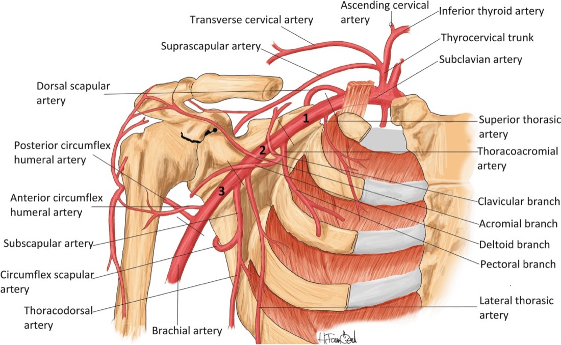 Labeled illustration of the arteries supplying the shoulder joint