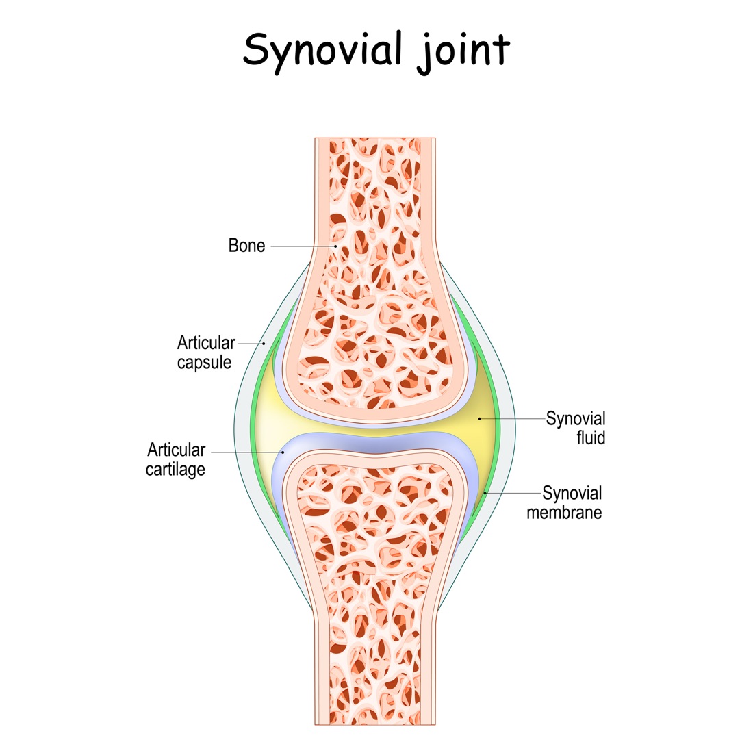 Cross-section diagram of a synovial joint, labelled: bone, articular cartilage, the articular capsule enclosing the joint, the synovial membrane lining it, and the synovial fluid held inside